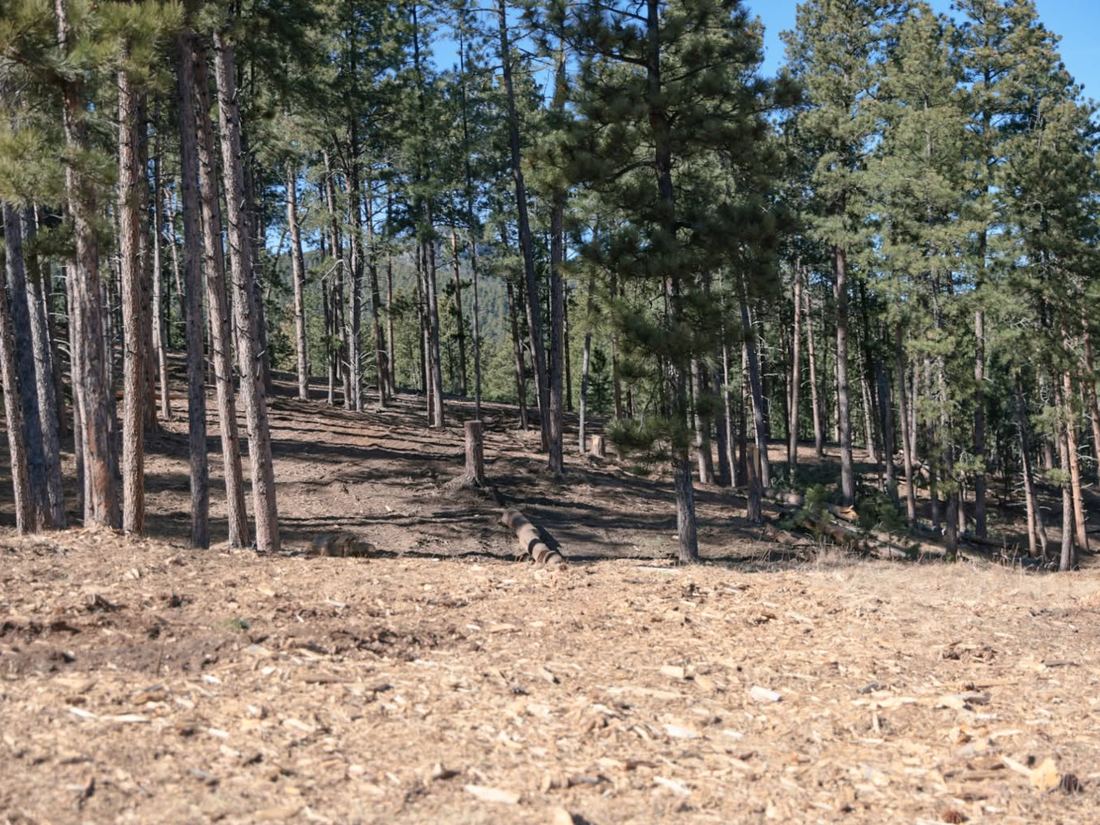 Thinned pine forest for fire mitigation in the B13lack Hills