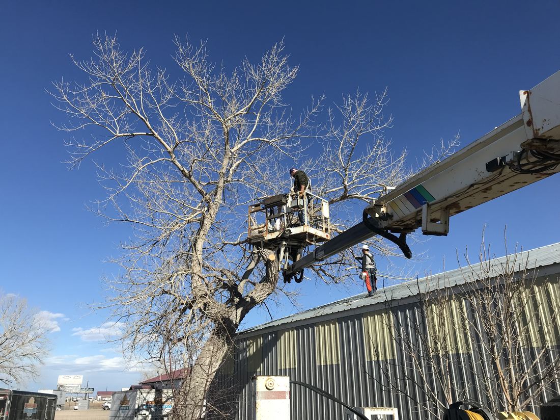 Large cottonwood tree removal from a rooftop